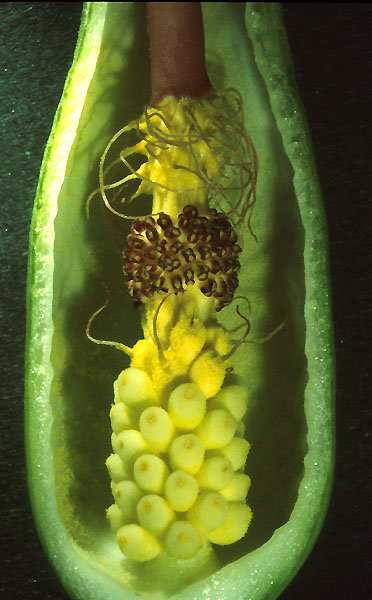 (20101)Arum maculatum,inflorescence